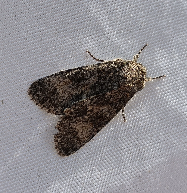 Acronicta megacephala - nagyfejű szigonyosbagoly