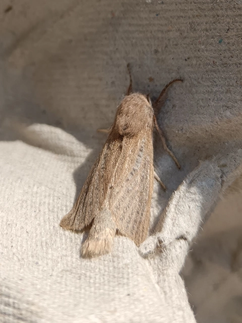 Phragmataecia castaneae - nádfúrólepke