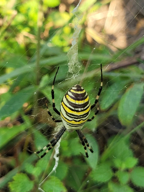 Argiope bruennichi - darázspók