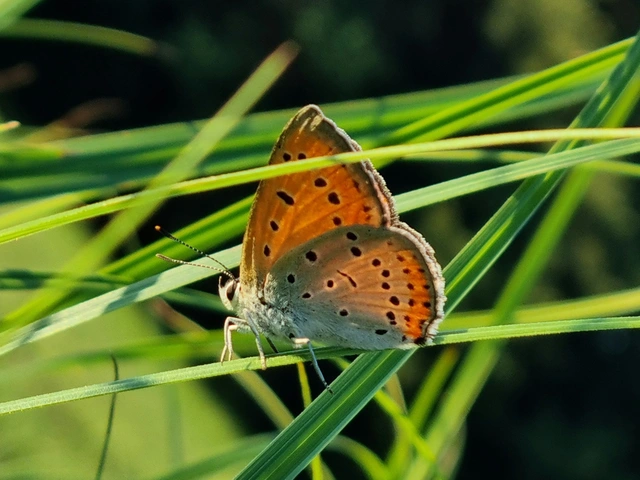Lycaena dispar rutilus - nagy tűzlepke