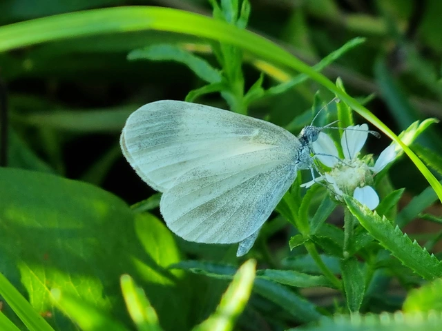 Leptidea sinapis - mustárlepke