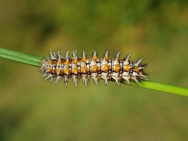 Melitaea didyma - tüzes tarkalepke