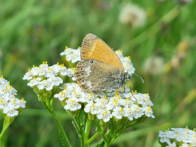 Coenonympha glycerion - közönséges szénalepke