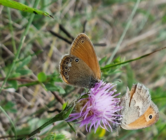 Coenonympha glycerion - közönséges szénalepke