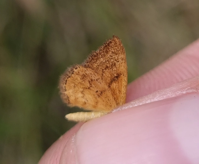 Idaea serpentata - kis sávosaraszoló