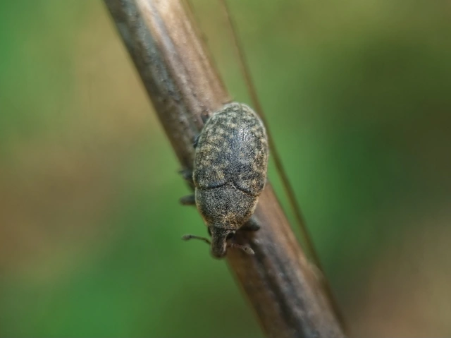 Larinus obtusus - imola-púderbarkó