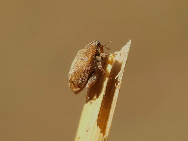 Orchestes quercus - tölgy-bolhaormányos