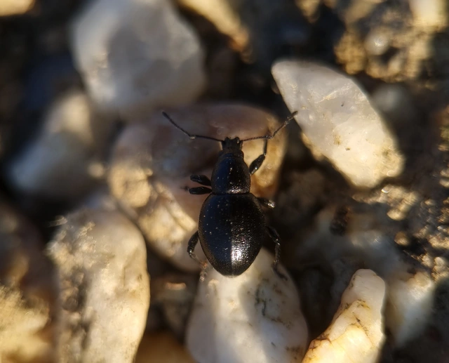Otiorhynchus lirus - fényes gyalogormányos