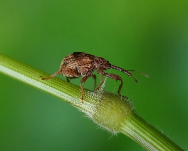 Anthonomus rectirostris - meggymaglikasztó Anthonomus rectirostris - meggymaglikasztó