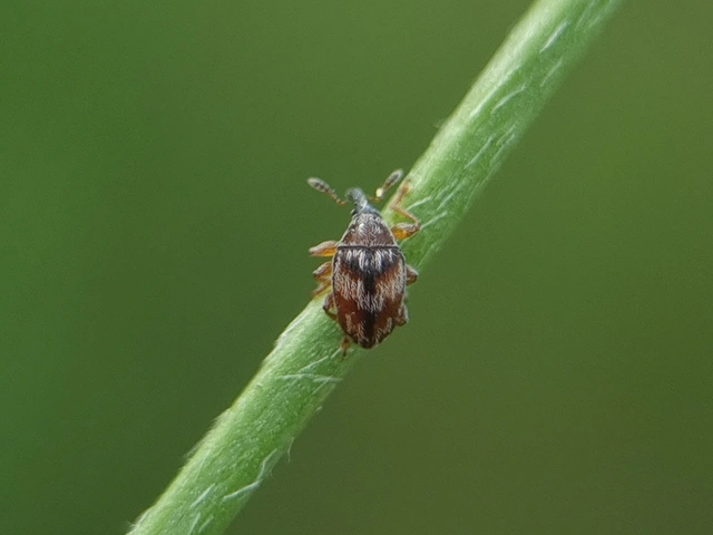 Nanophyes marmoratus - simacombú füzényormányos