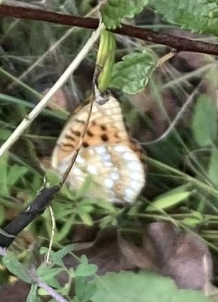 Argynnis adippe - ezüstös gyöngyházlepke