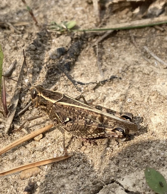 Calliptamus italicus - olaszsáska