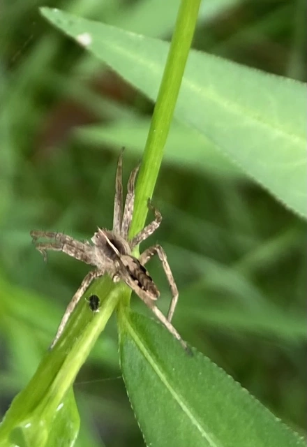 Pisaura mirabilis - csodáspók