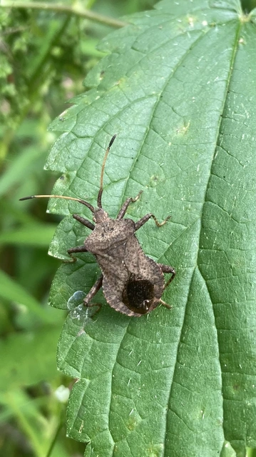 Coreus marginatus - közönséges karimáspoloska