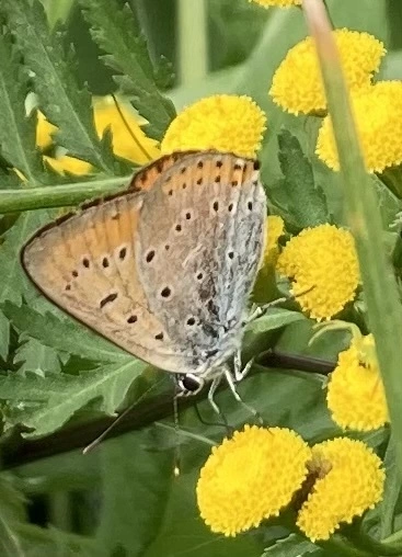 Lycaena dispar rutilus - nagy tűzlepke