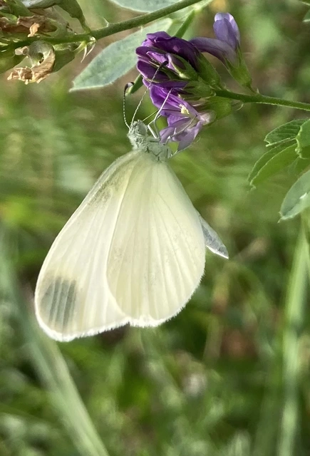 Leptidea sinapis - mustárlepke