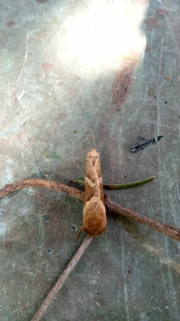 Triodia sylvina - kis gyökérrágólepke