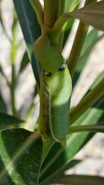 Daphnis nerii - oleanderszender