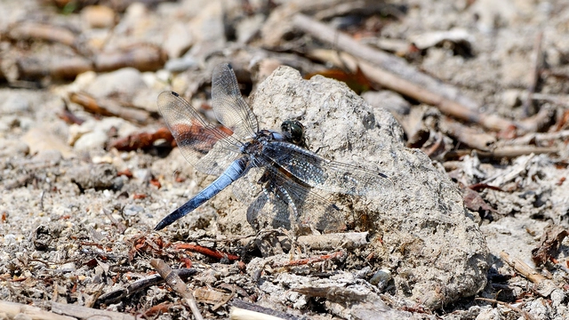 Orthetrum cancellatum - feketefarkú pásztorszitakötő
