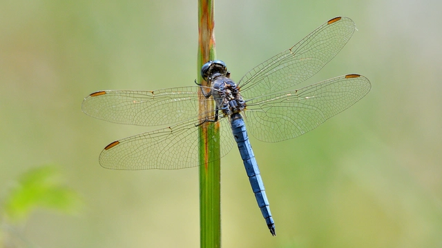 Orthetrum coerulescens - karcsú pásztorszitakötő