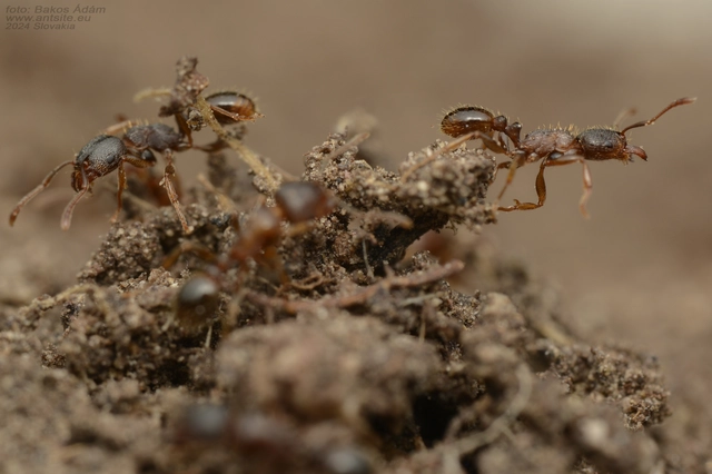 Tetramorium ferox - orosz gyepihangya