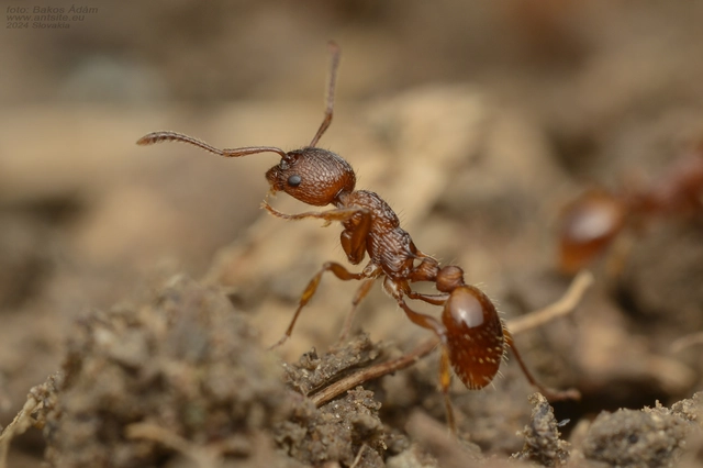 Myrmica gallienii - mocsári bütyköshangya