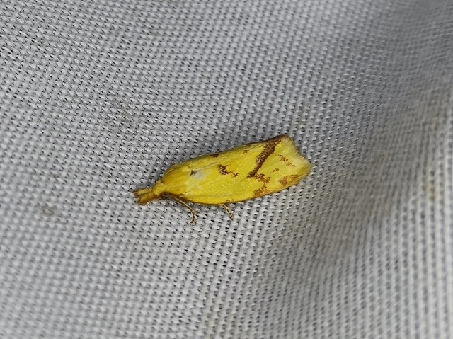 Agapeta hamana - közönséges sárgamoly