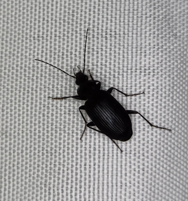 Agonum lugens - mocsári kisfutó Agonum lugens - mocsári kisfutó