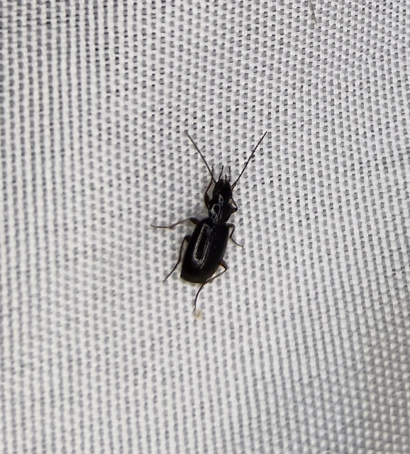 Badister dilatatus - fekete posványfutonc