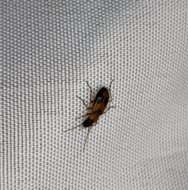 Badister meridionalis - közönséges posványfutonc