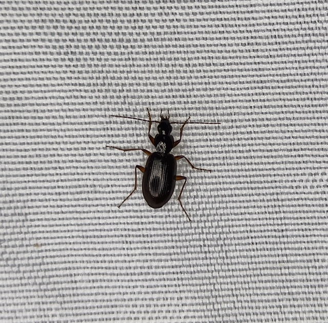 Agonum thoreyi - hosszúnyakú kisfutó Agonum thoreyi - hosszúnyakú kisfutó