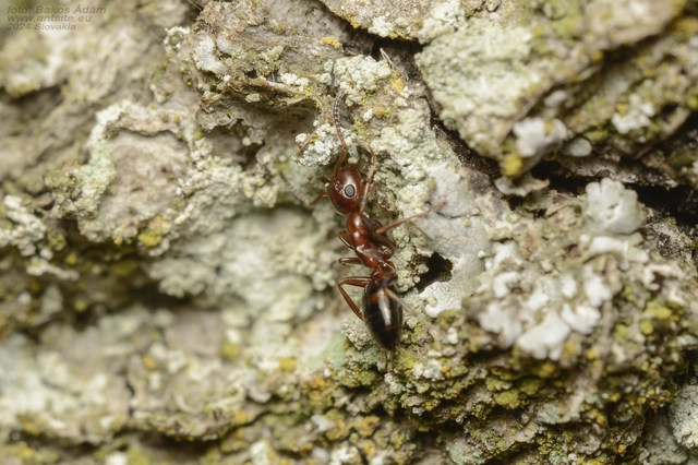 Colobopsis truncata - kapushangya