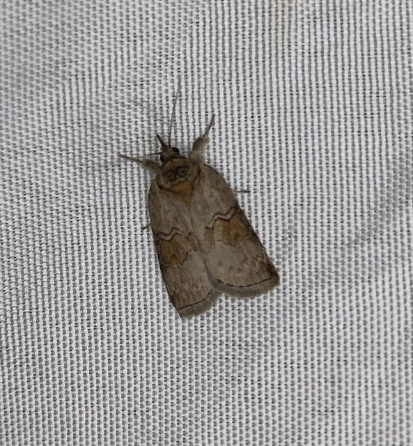 Nycteola asiatica - nyárfa-trapézbagoly