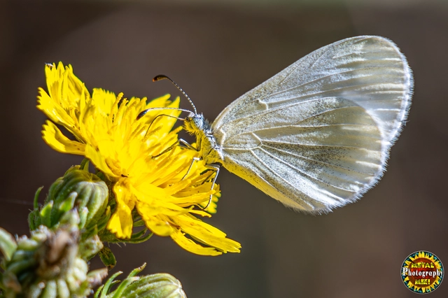 Leptidea sinapis - mustárlepke