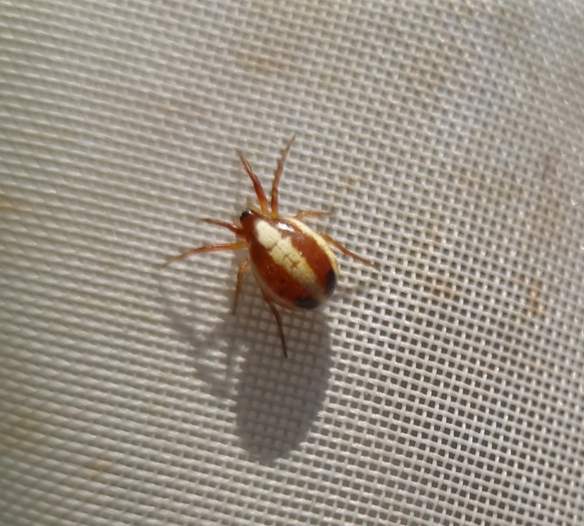 Hypsosinga