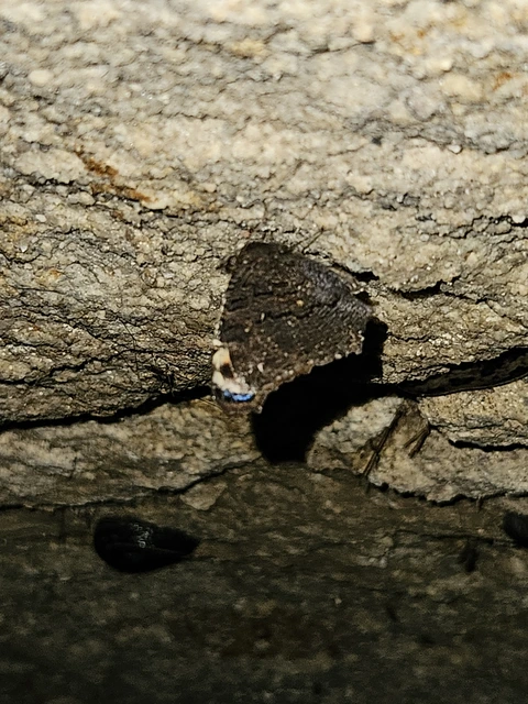 Nymphalis io - nappali pávaszem