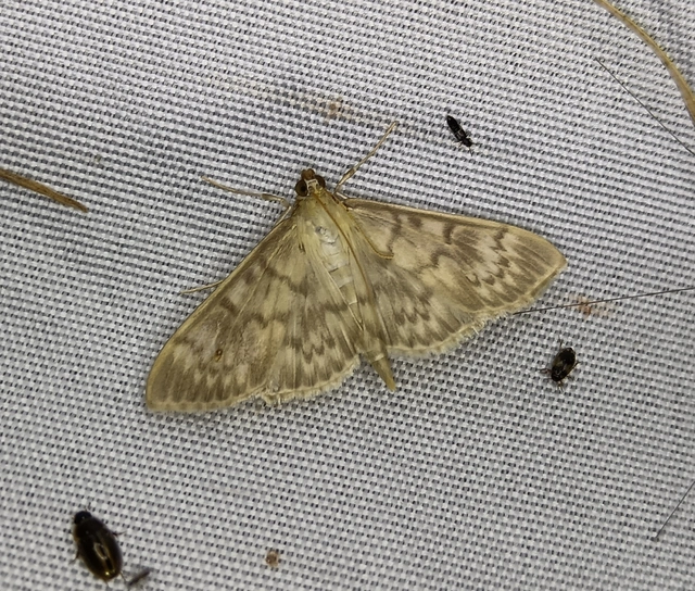 Patania ruralis - csalánevő tűzmoly