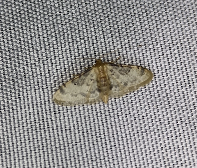 Idaea filicata - sötéttövű apróaraszoló