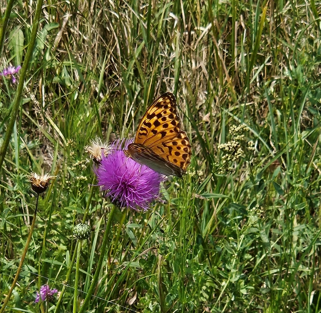 Argynnis paphia - nagy gyöngyházlepke