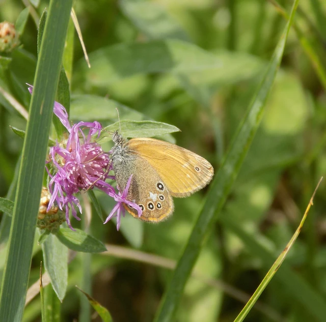 Coenonympha glycerion - közönséges szénalepke