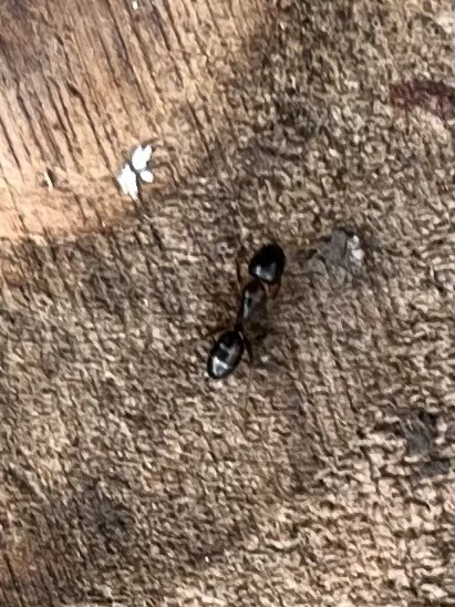 Camponotus fallax - ligeti lóhangya
