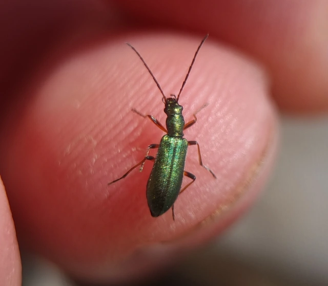 Chrysanthia geniculata - feketecsápú álcincér