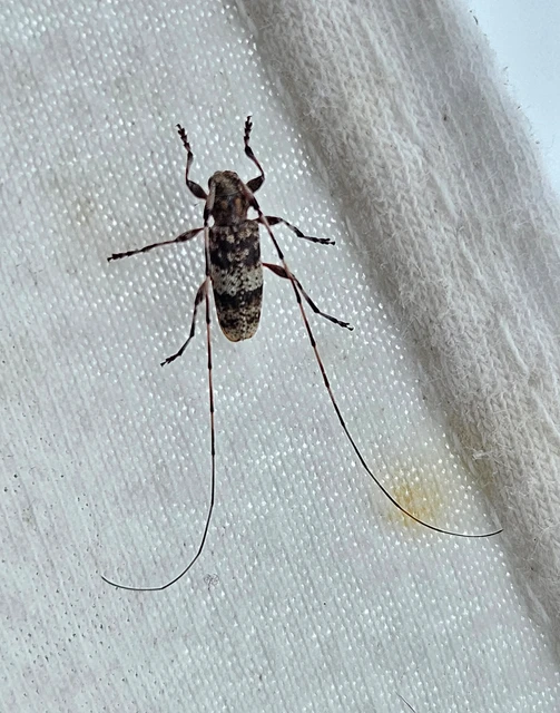 Acanthocinus griseus - szürke daliáscincér