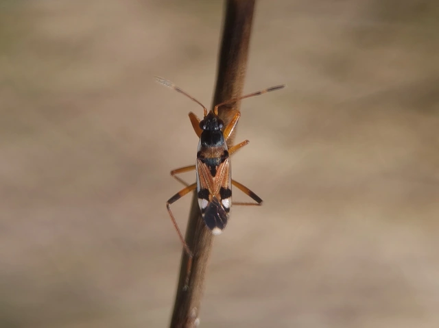 Beosus quadripunctatus - pettyes homokibodobács