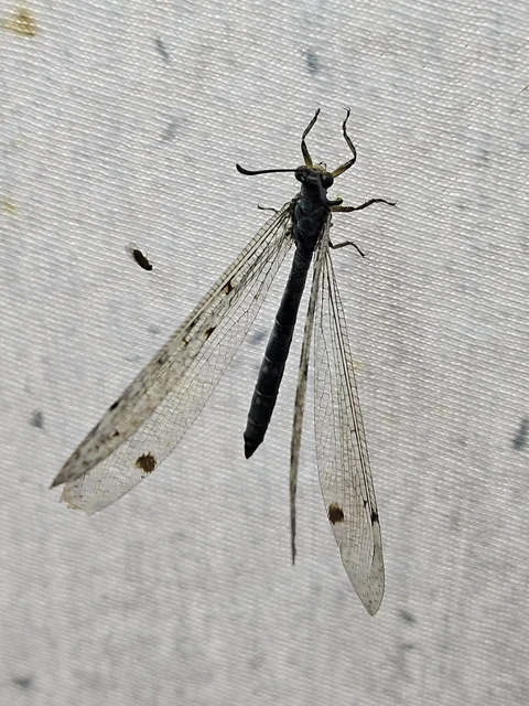 Distoleon tetragrammicus - négyfoltos hangyaleső
