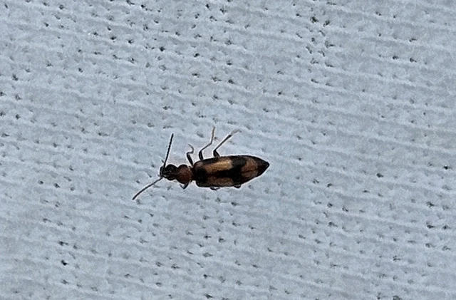 Notoxus monoceros - sárgahasú nyakszarvúbogár