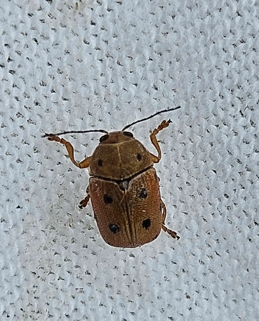 Cryptocephalus octomaculatus - nyolcfoltos zömökbogár