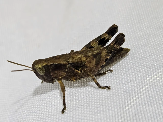 Pezotettix giornae - kis hegyisáska