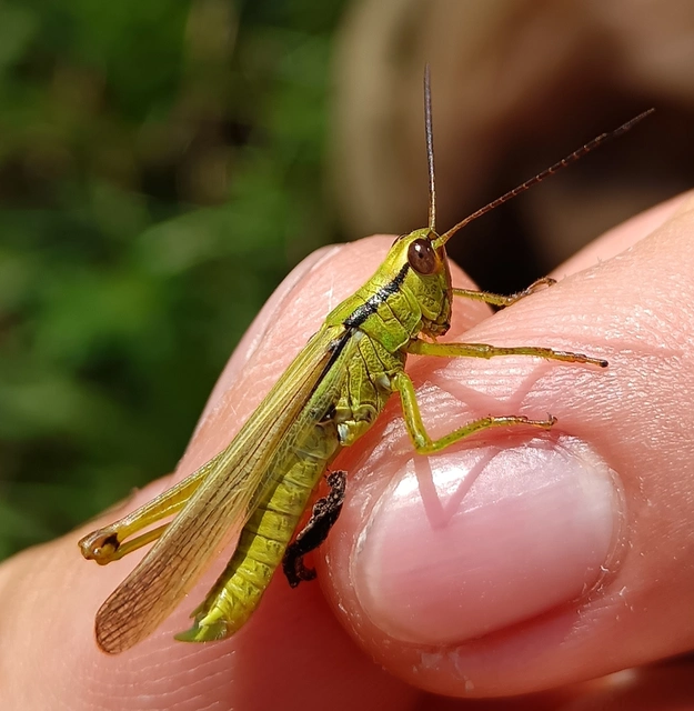 Mecostethus parapleurus - hagymazöld sáska