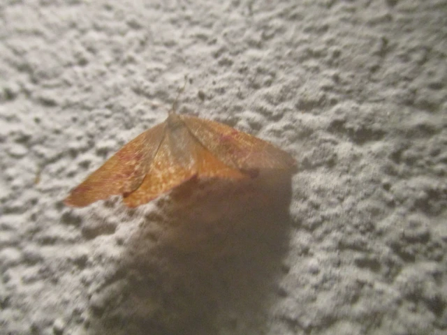 Lythria purpuraria - bíborsávos araszoló